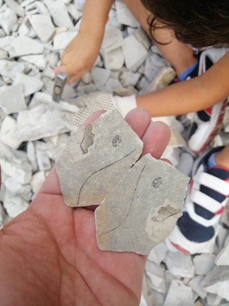 Fossili di Bolca
